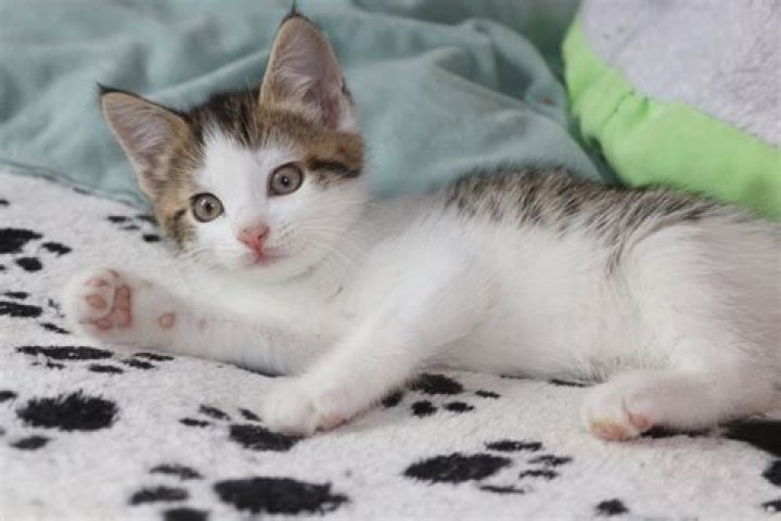 Are tabby cats more playful?