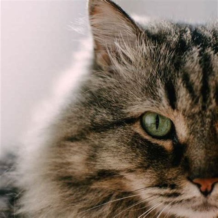 Are tabby cats the friendliest?