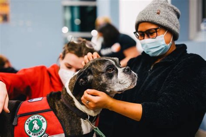 Are therapy dogs effective?