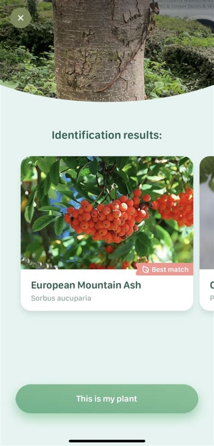 Are there any free tree identification apps?