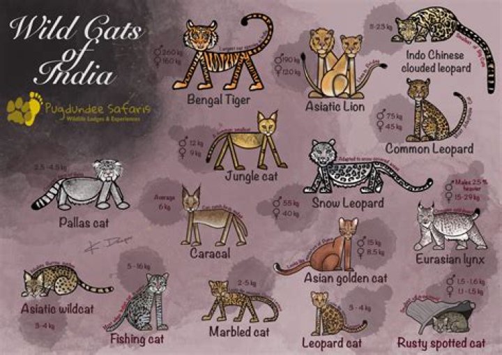 Are there any wild cats in the UK?