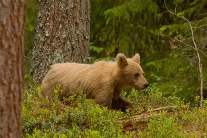 Are there bears in Sweden?