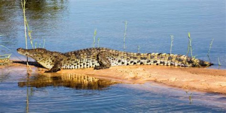 Are there crocodiles in Mossman River?