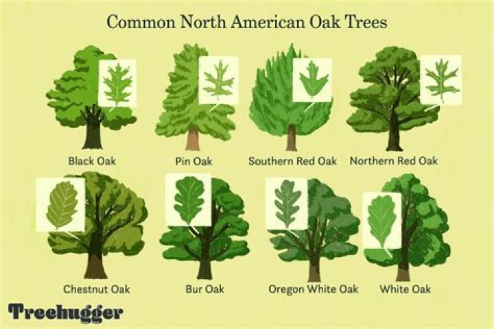 Are there different types of live oaks?