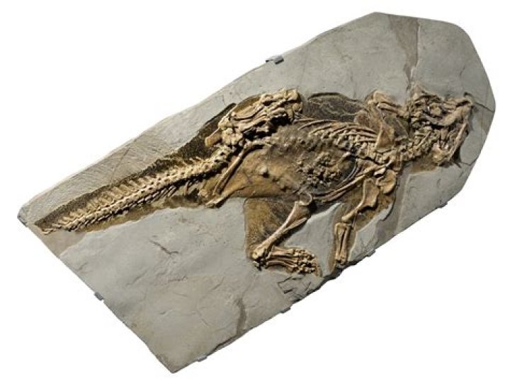 Are there fossils of dragons?