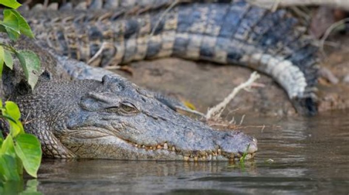Are there freshwater crocodiles in Port Douglas?
