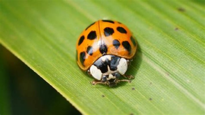 Are there gold ladybugs?