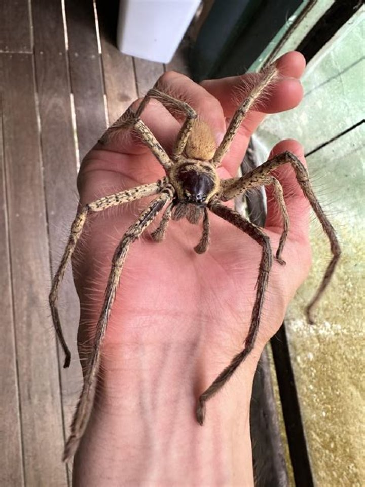 Are there huge spiders in Australia?