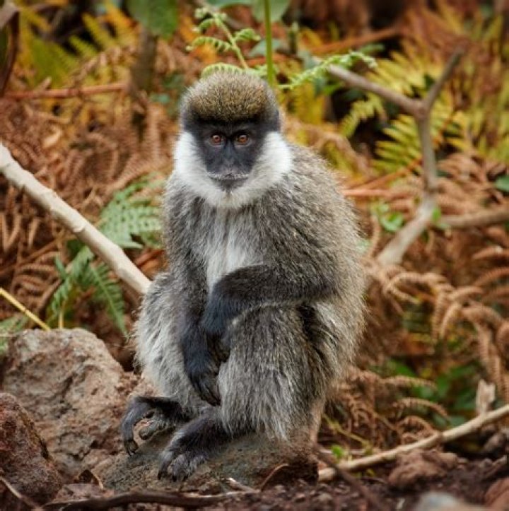 Are there monkeys in Egypt?