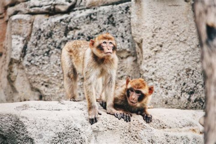 Are there monkeys in Europe?