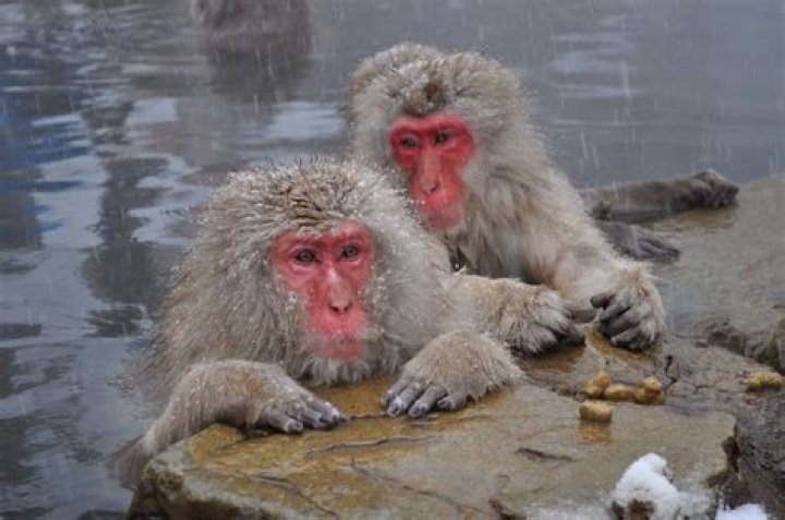 Are there monkeys in Japan?