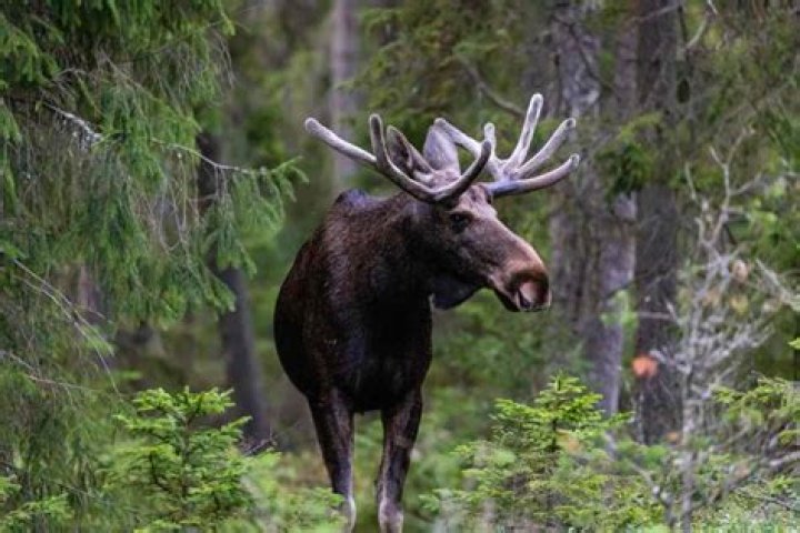 Are there moose in England?