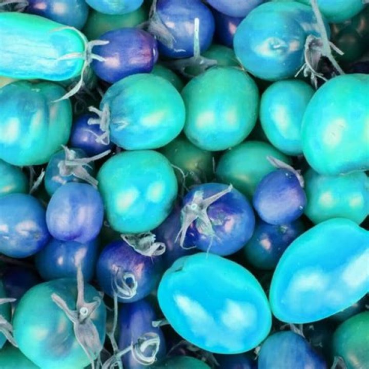 Are there purple or blue tomatoes?