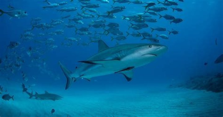 Are there sharks in Puerto Vallarta?