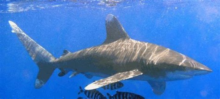 Are there sharks in the Black Sea?