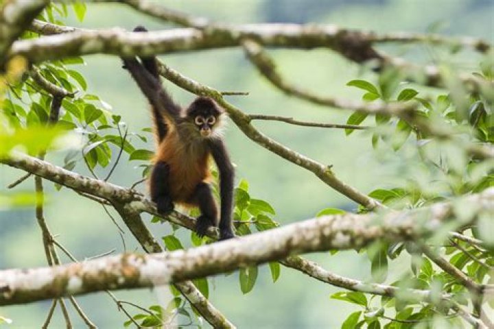 Are there spider monkeys in Mexico?