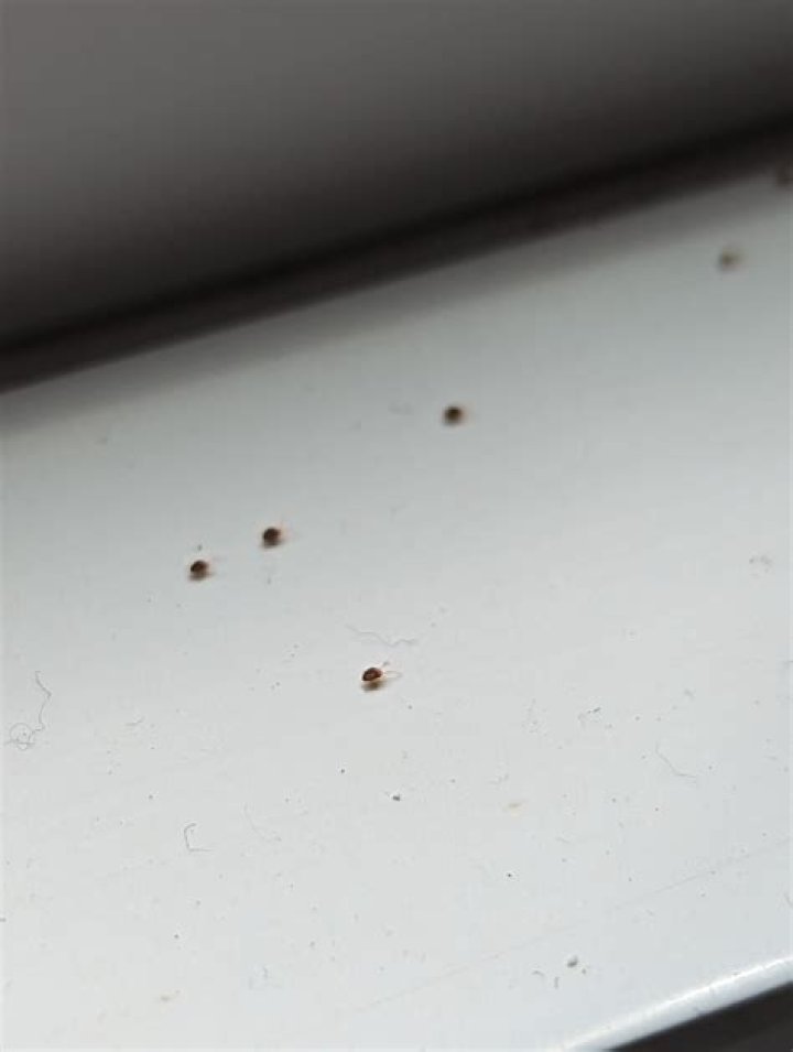 Are there tiny bugs on your face?