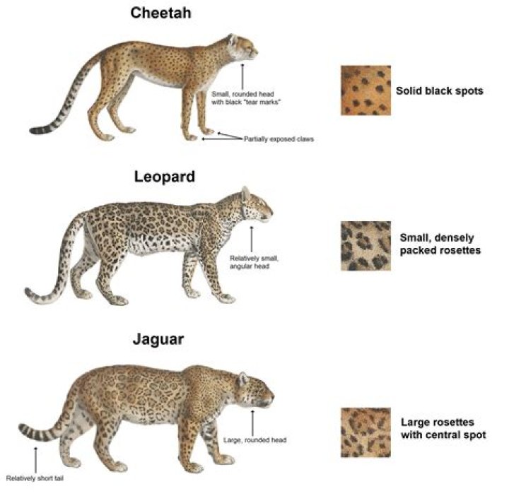 Are tigers faster than cheetahs?