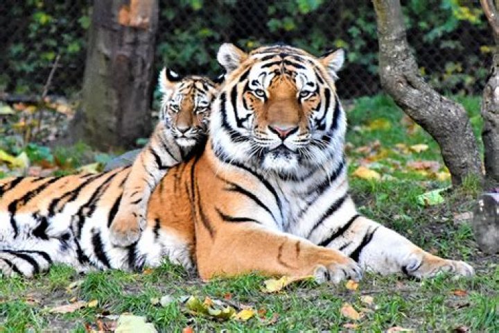 Are tigers good pets?