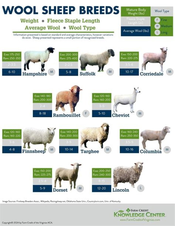 Are wool sheep mistreated?