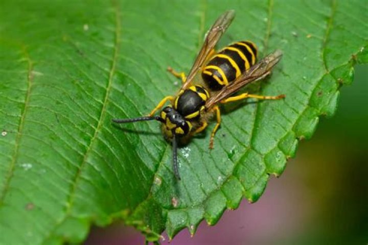 Are yellow jackets carnivores?