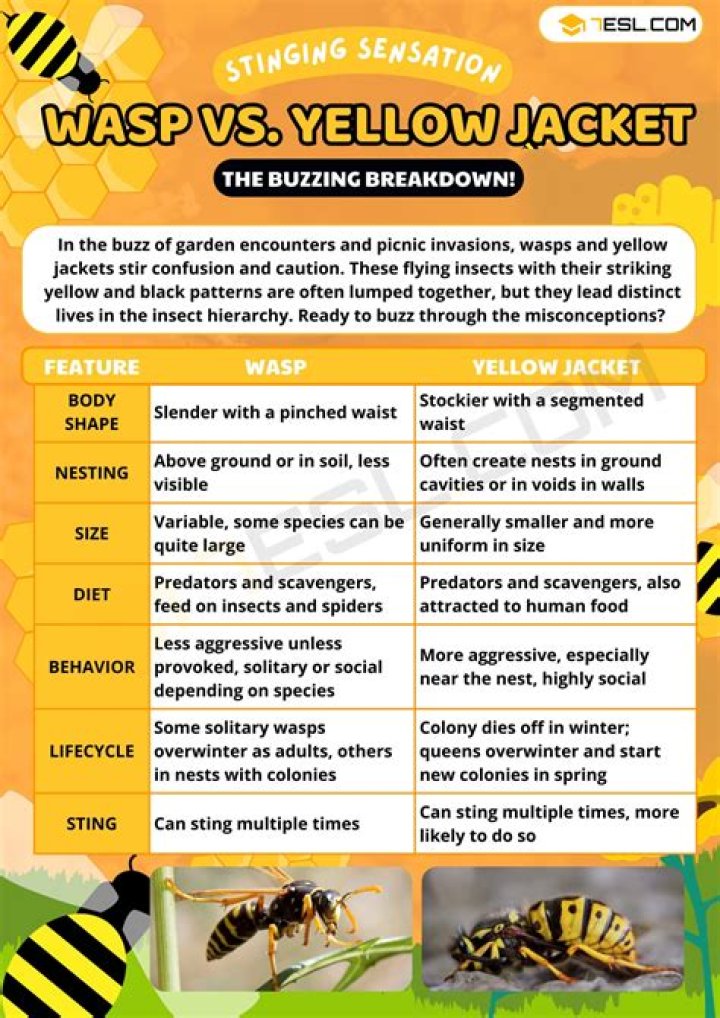 Are yellow jackets friendly?