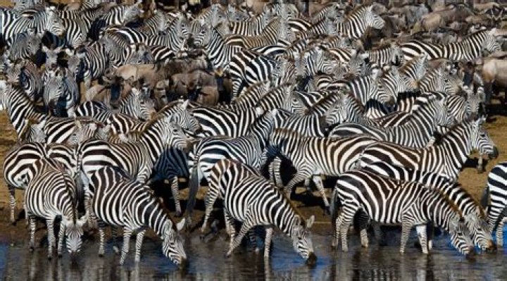 Are zebras edible?