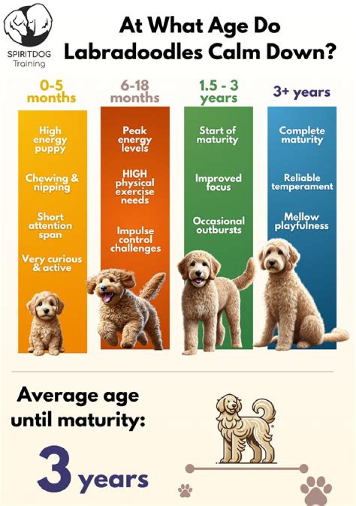 At what age do Labradoodles calm down?