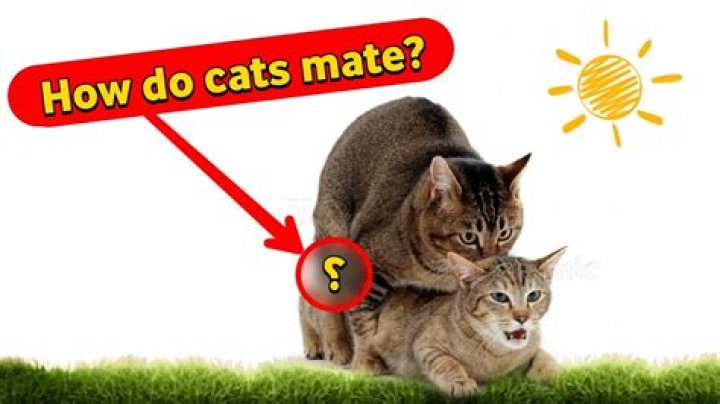 At what age do male cats start mating?
