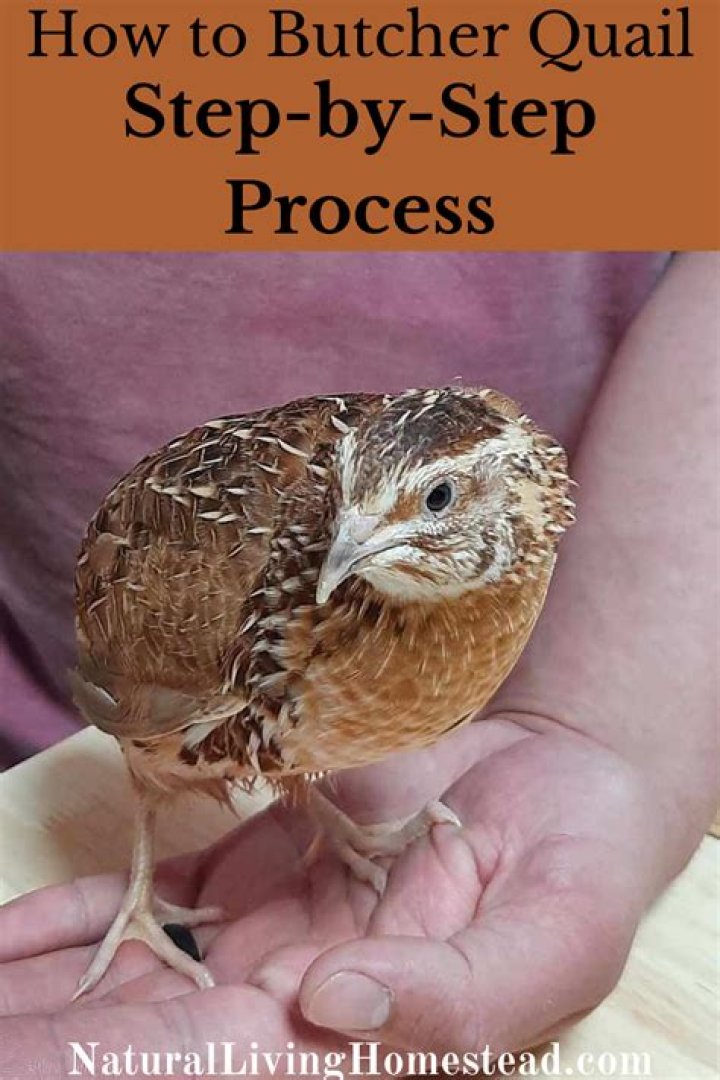 At what age do you butcher quail?