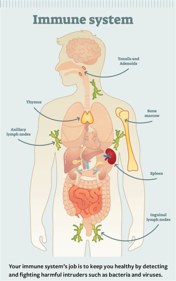 At what age does the immune system decline?