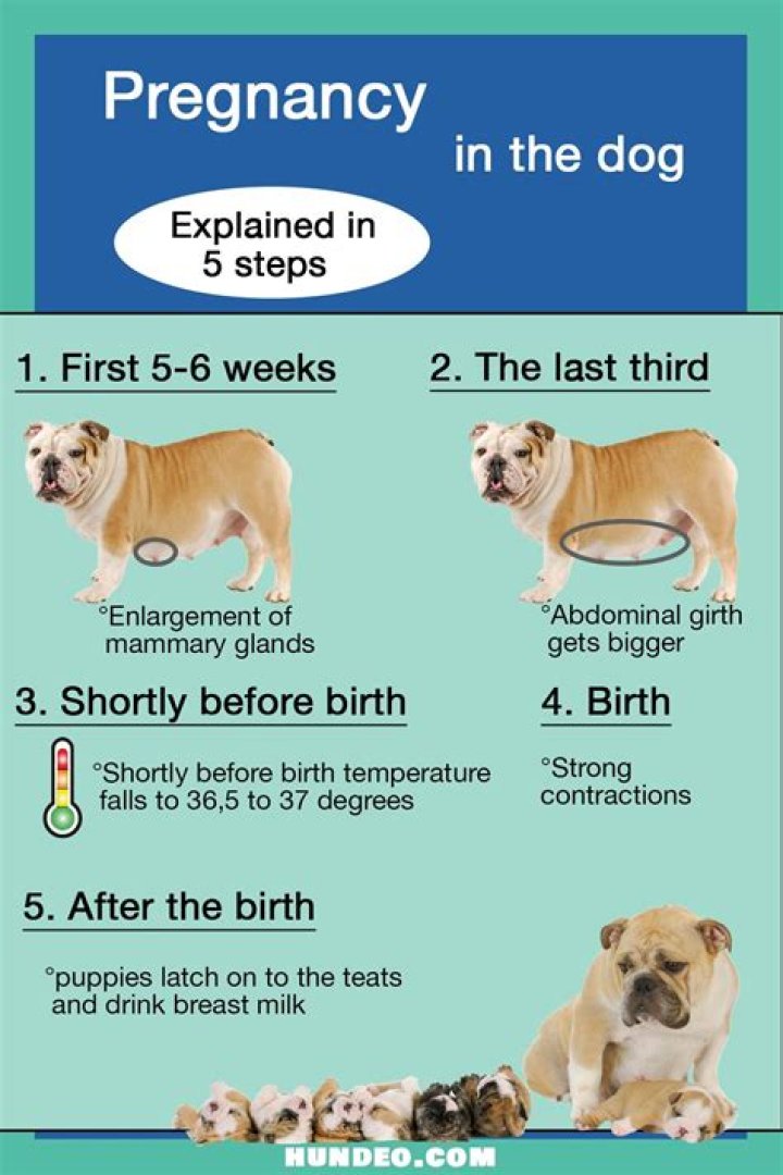 Can a 5 month old male puppy get a female dog pregnant?