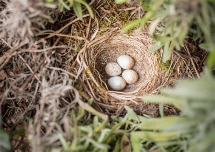 Can a bird lay an egg without mating?