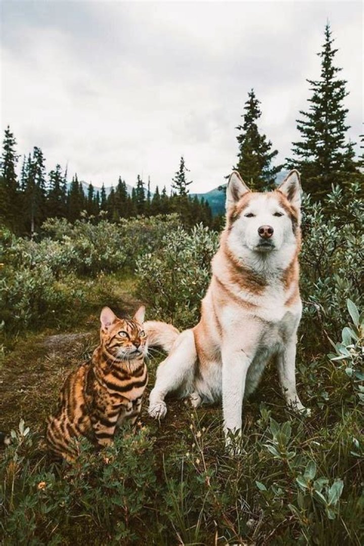 Can a cat and a dog have a baby?