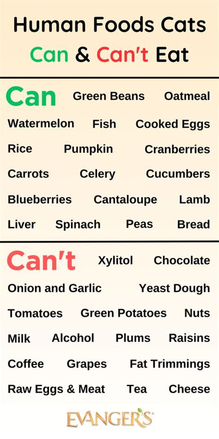 Can a cat eat chips?