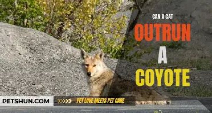 Can a cat outrun a coyote?