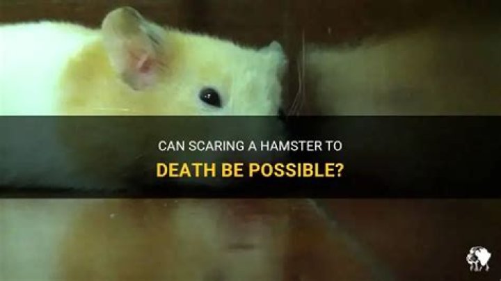 Can a cat scare a hamster to death?