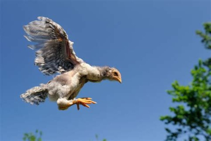 Can a chicken fly?