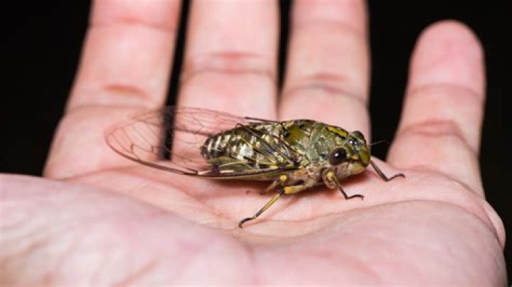 Can a cicada hurt you?
