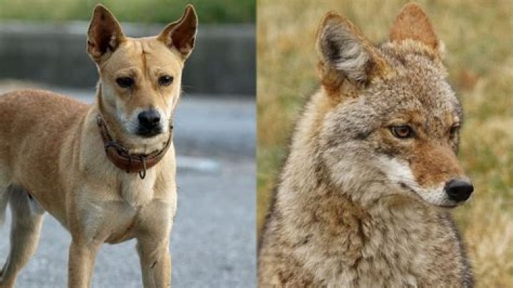 Can a coyote and dog breed?