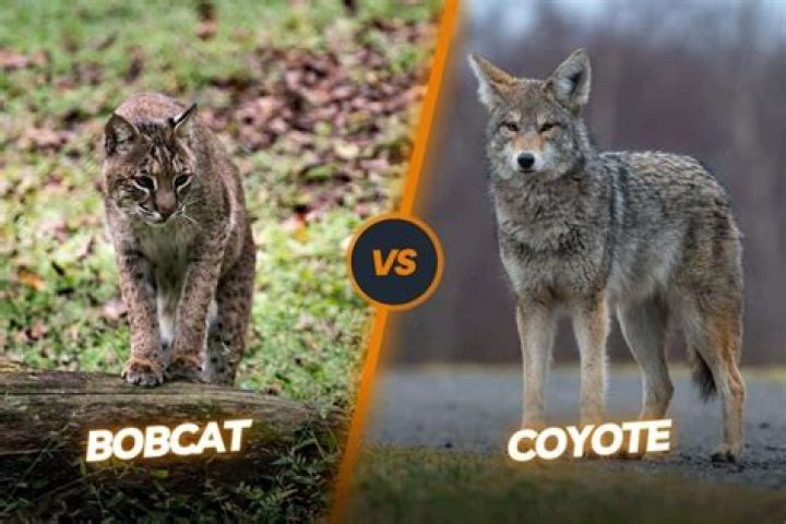 Can a coyote eat a bobcat?
