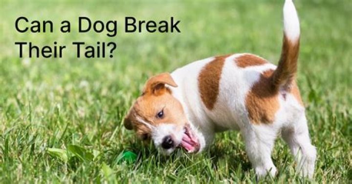 Can a dog break its tail?