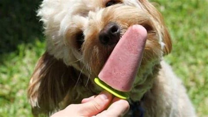 Can a dog eat a popsicle?