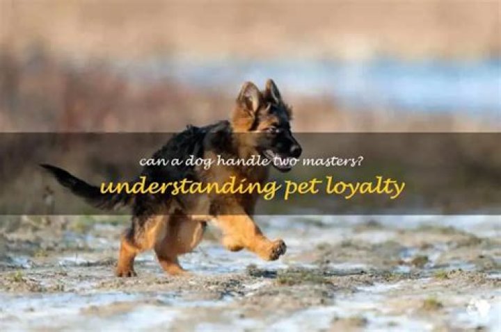 Can a dog have 2 masters?