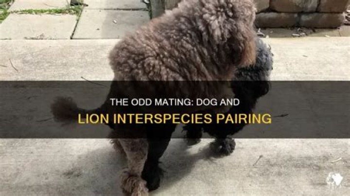Can a dog mate with a lion?