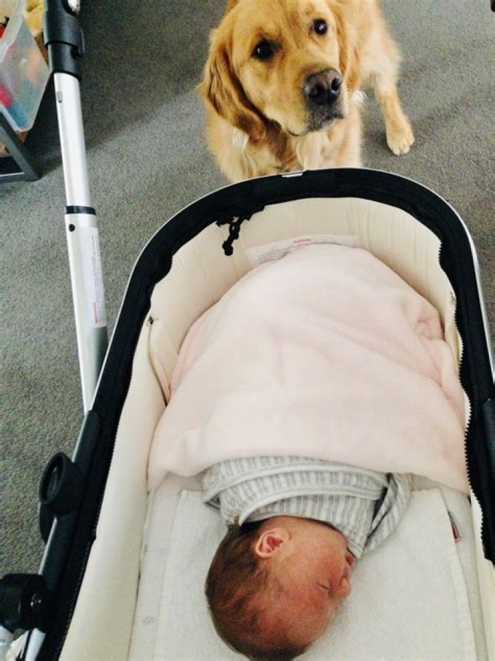 Can a dog sleep in the same room as a newborn baby?