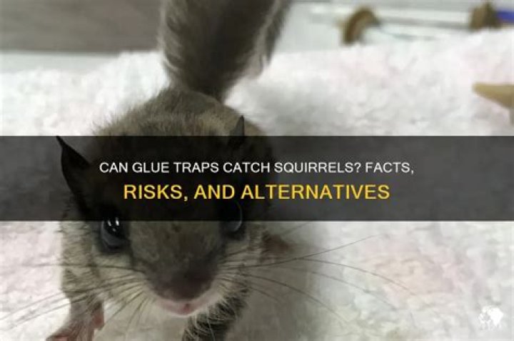 Can a glue trap catch a squirrel?