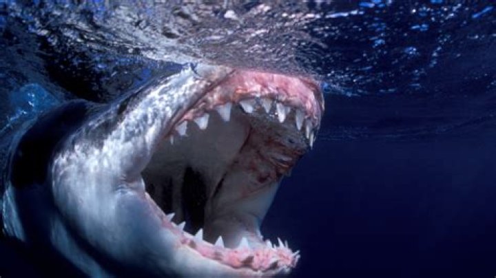 Can a great white bite a human in half?
