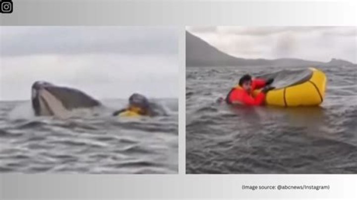 Can a human survive being swallowed by a whale?