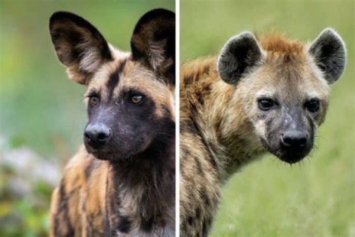 Can a hyena and a wolf mate?
